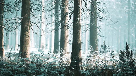 Nebel-Im-Wald-An-Einem-Kalten,-Bewölkten-Wintertag-Mit-Erstem-Schnee