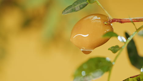 close-up of a wet olive on a branch