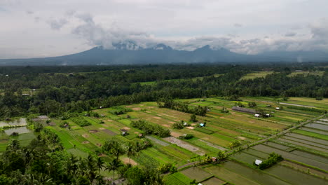 Stretching-across-island,-fields-are-meticulously-cared-for-by-local-farmers