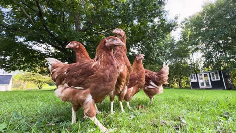 eine herde brauner hühner, die in einem park, an einem sommertag, in einem ultra-breiten rahmen gefangen genommen wurde