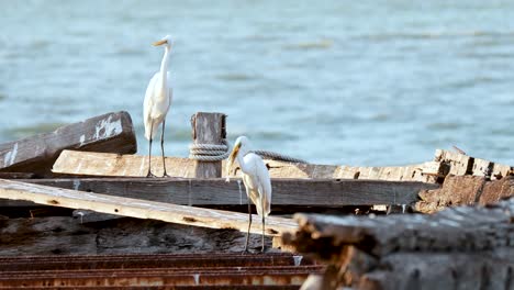 two herons interacting on a boat