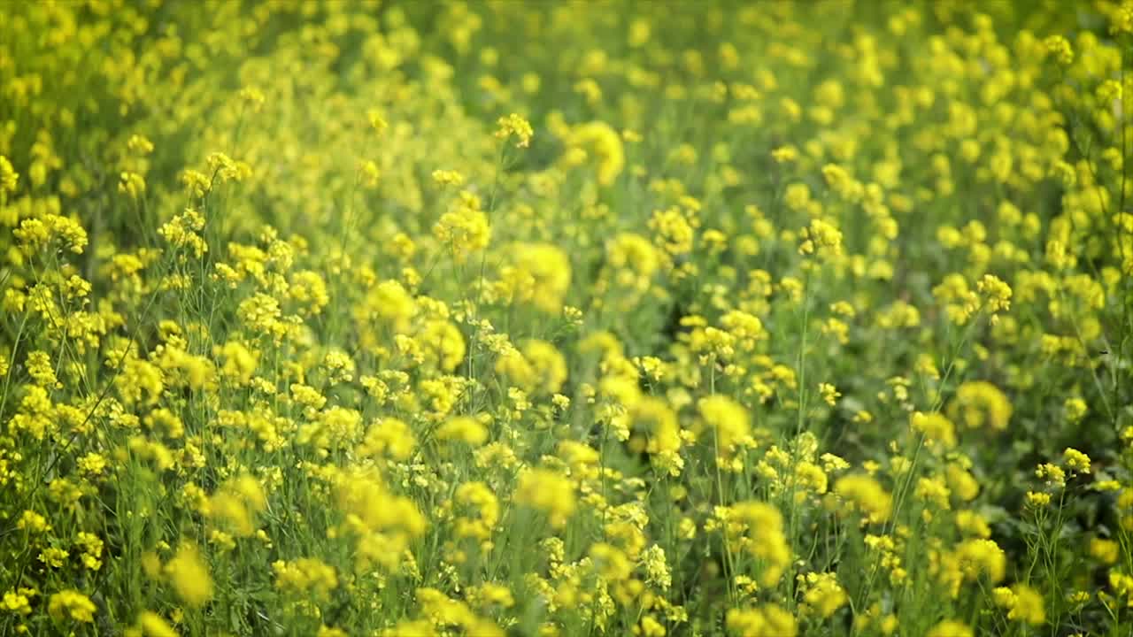 Mustard flowers. Mustard &ndash; mystical flower of happiness and health.