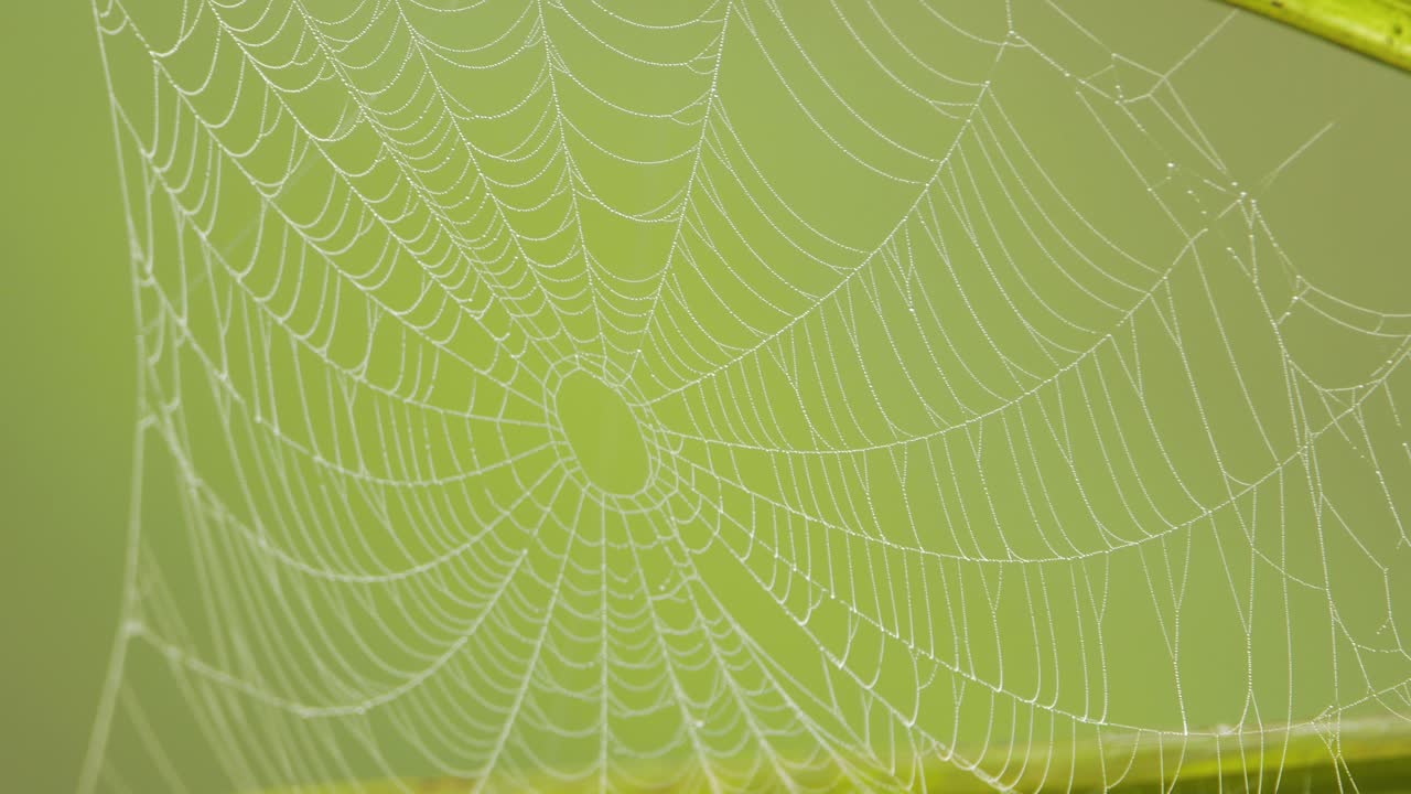 Spider web with dew drops in the winter morning