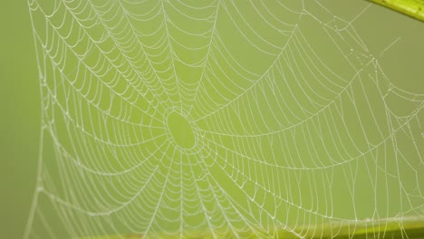 spider web with dew drops in the winter morning