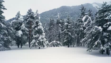 Schöner-Schneeszenenwald-Im-Winter.-Überfliegen-Von-Schneebedeckten-Kiefern.