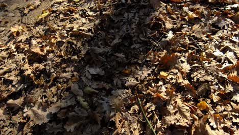 autumn brown leaves