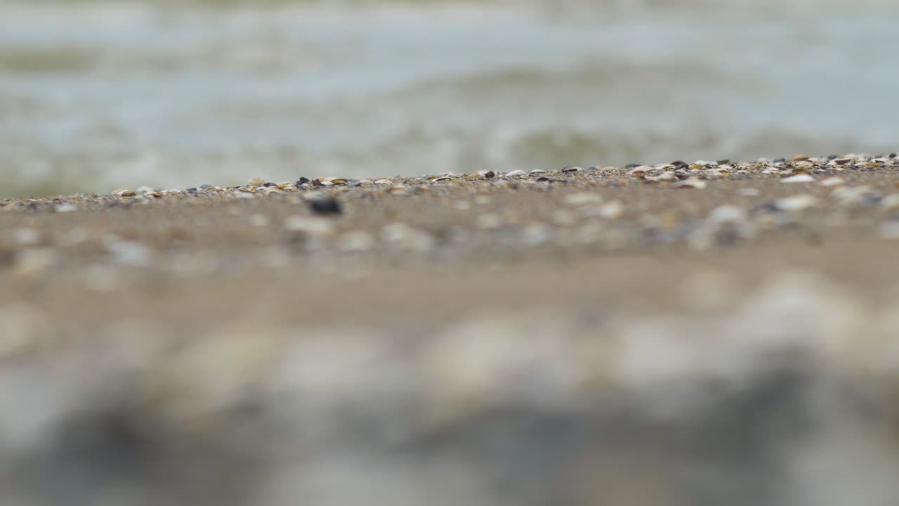 Seashells on the white sand beach in summer, calm waves, Baltic sea coastline, summer vacation, relaxation, ocean, travel concept, low medium shot, shallow depth of field