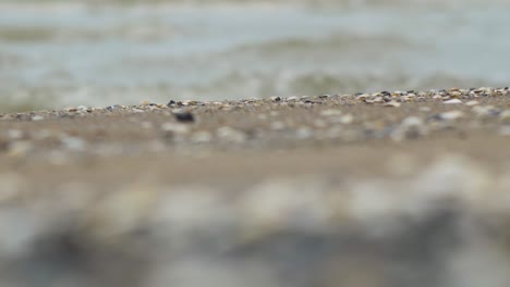 seashells on the white sand beach in summer, calm waves, baltic sea coastline, summer vacation, relaxation, ocean, travel concept, low medium shot, shallow depth of field