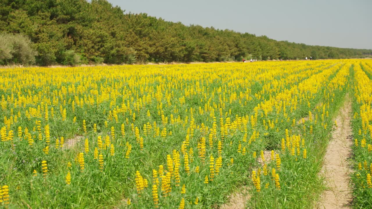 끝없는 봄을 가진 노란 루핀