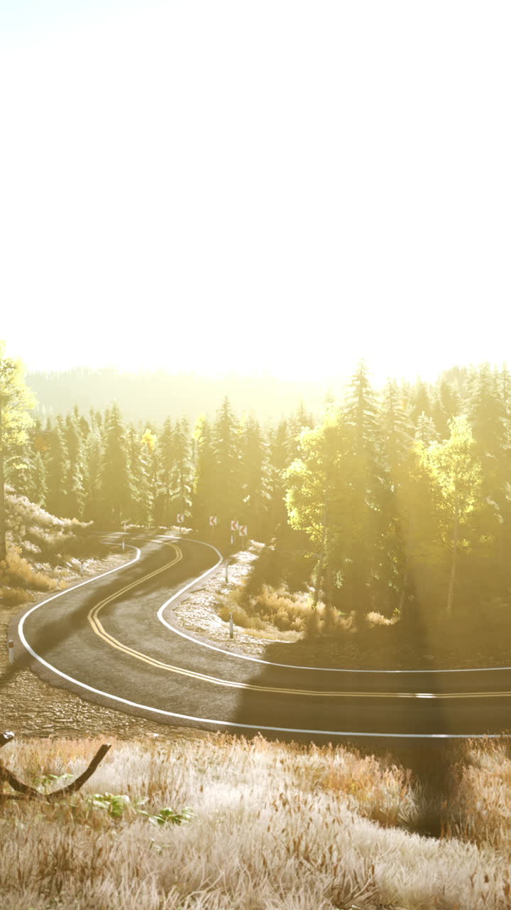 camino sinuoso a través de un bosque con sol