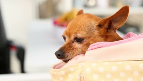 chihuahua atrapado en una bolsa