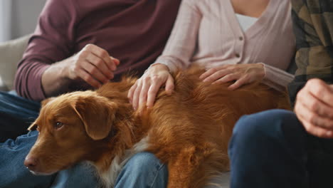 fluffy dogs sitting family in apartment closeup. unknown friends caressing pets