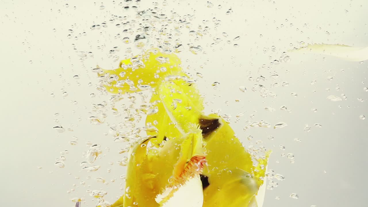 Pétalos de tulipanes caen en el agua. Fondo. Cámara lenta.