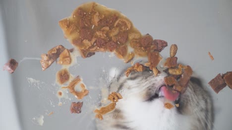 detailed close-up of a domestic grey cat enjoying its meal without a bowl, just off a clean surface