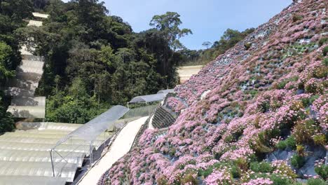 the beautiful flowers and grass beds of cameron highlands malaysia