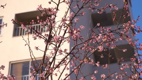 Vista-En-Cámara-Lenta-De-Lindos-Pájaros-Gorrión-Jugando-En-El-árbol-De-Flor-De-Cerezo-Sakura