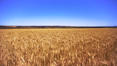 south australian wheat waving in the breeze