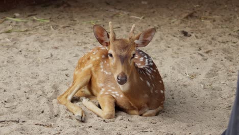 chital spotted axis deer lays seated on sandy enclosure pen waving ears