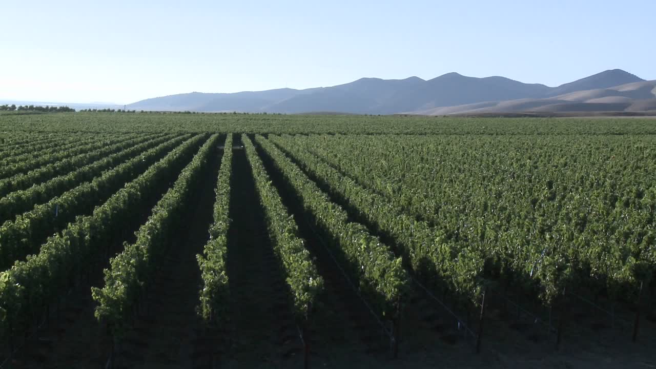 el vino sopla a través de un viñedo en la región vinícola del valle de salinas, condado de monterey, california 1