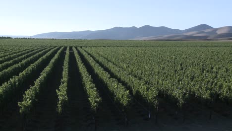 El-Vino-Sopla-A-Través-De-Un-Viñedo-En-La-Región-Vinícola-Del-Valle-De-Salinas,-El-Condado-De-Monterey,-California-1