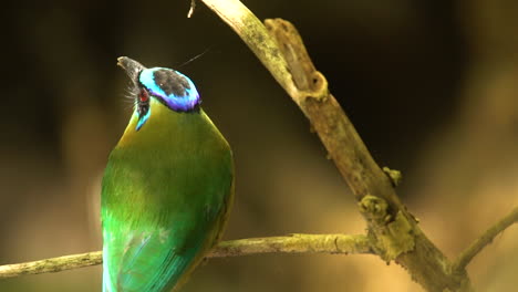 a motmot bird in a caribbean forest cleans its beak on a tree branch