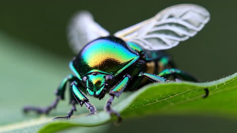 iridescent green beetle on a leaf