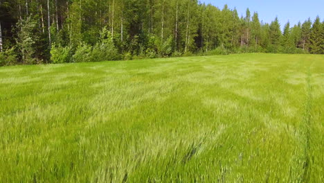 hermoso video de drones de un campo de centeno ondulado en un día ventoso