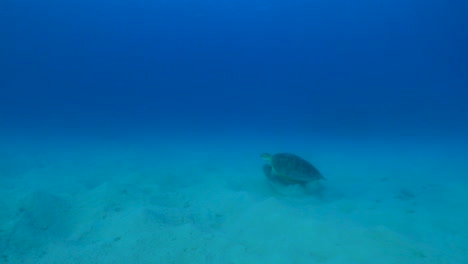 green sea turtle swimming underwater