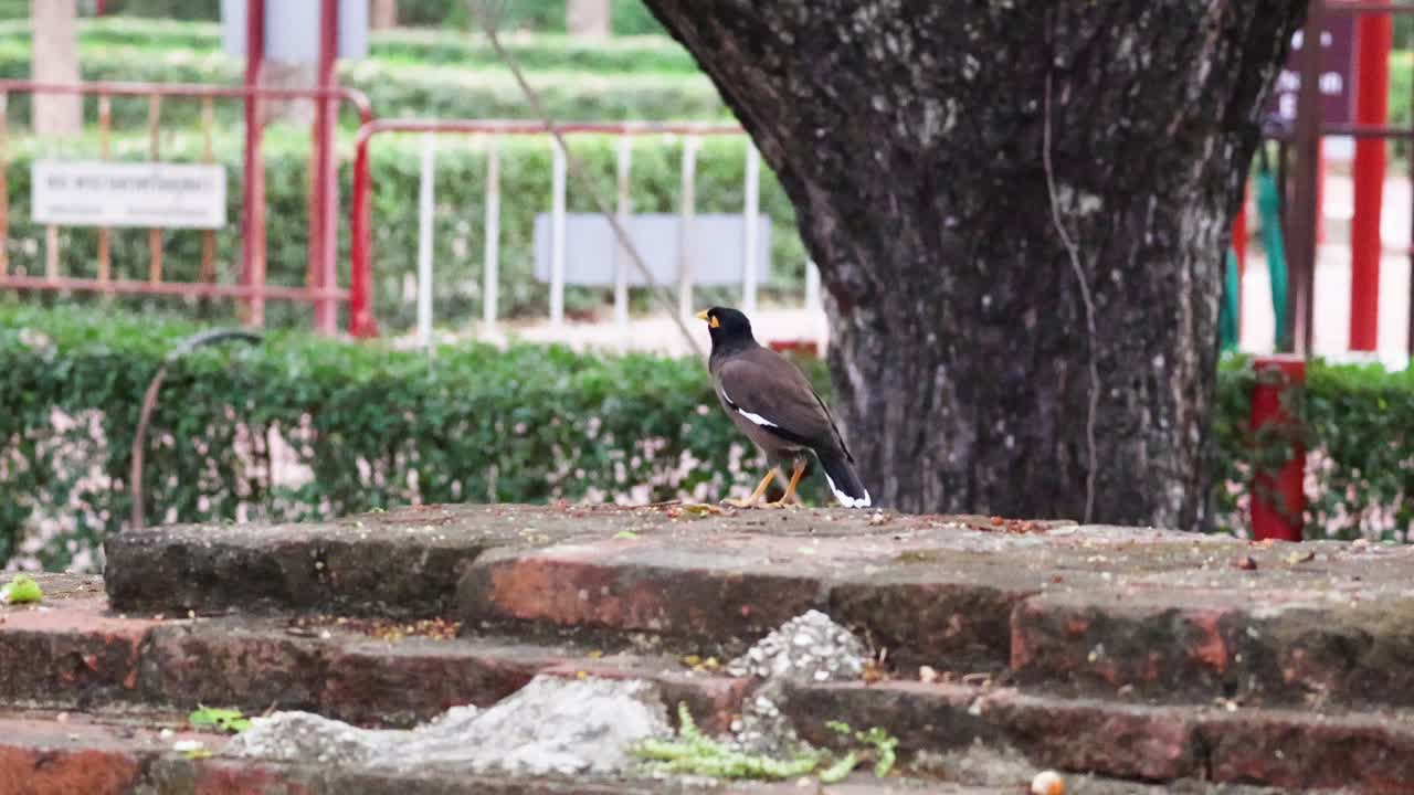 새는 먹이를 러서 날아갑니다.