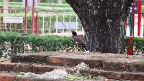 bird pecks at food, then takes flight