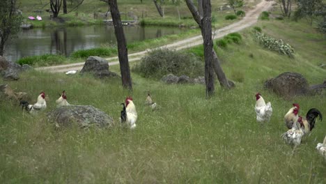 Chicken,-roosters-and-hens-playing-and-eating-in-farm-backyard