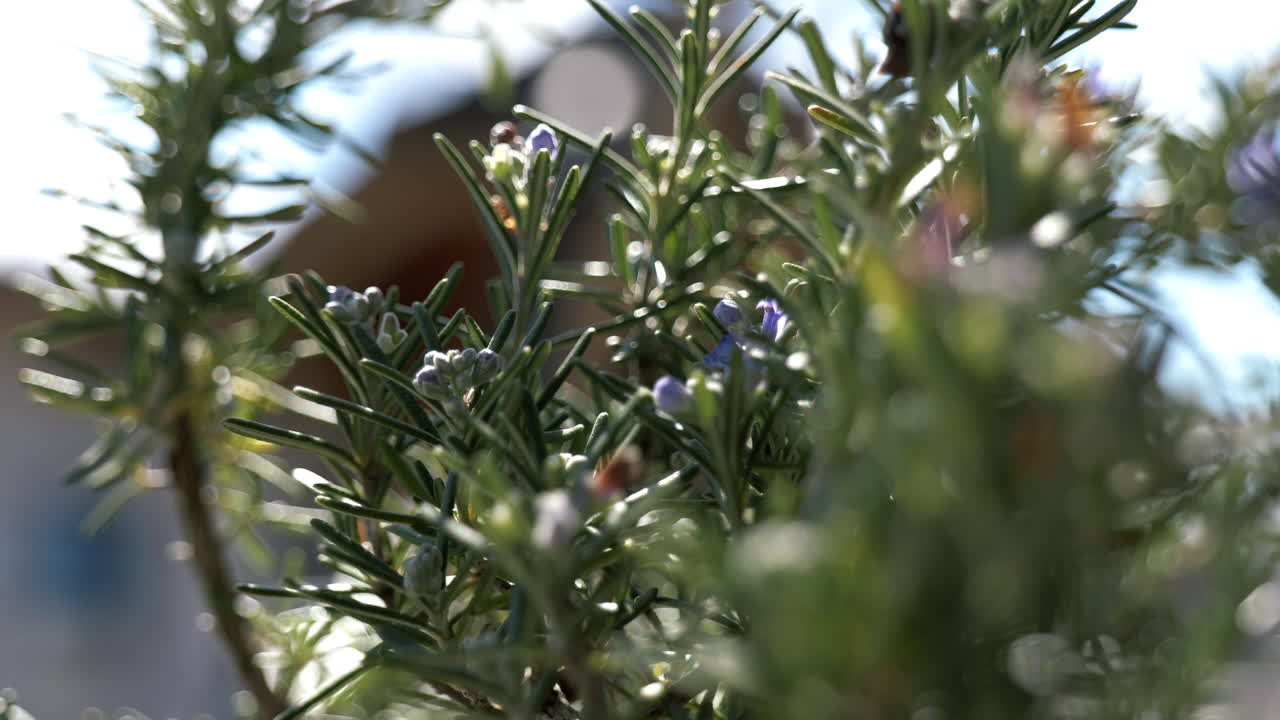 Rosemary Plant Close-up