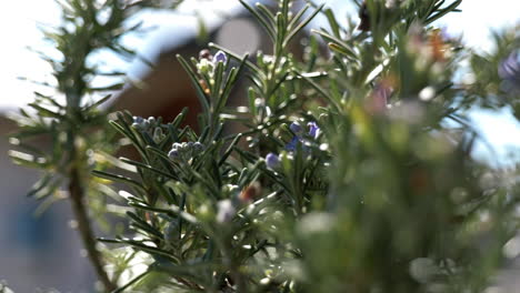 rosemary plant close-up
