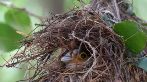 Der-Silberbrust-breitschnabel-Ist-Ein-Berühmter-Vogel-In-Thailand,-Sowohl-Lokal-Als-Auch-International