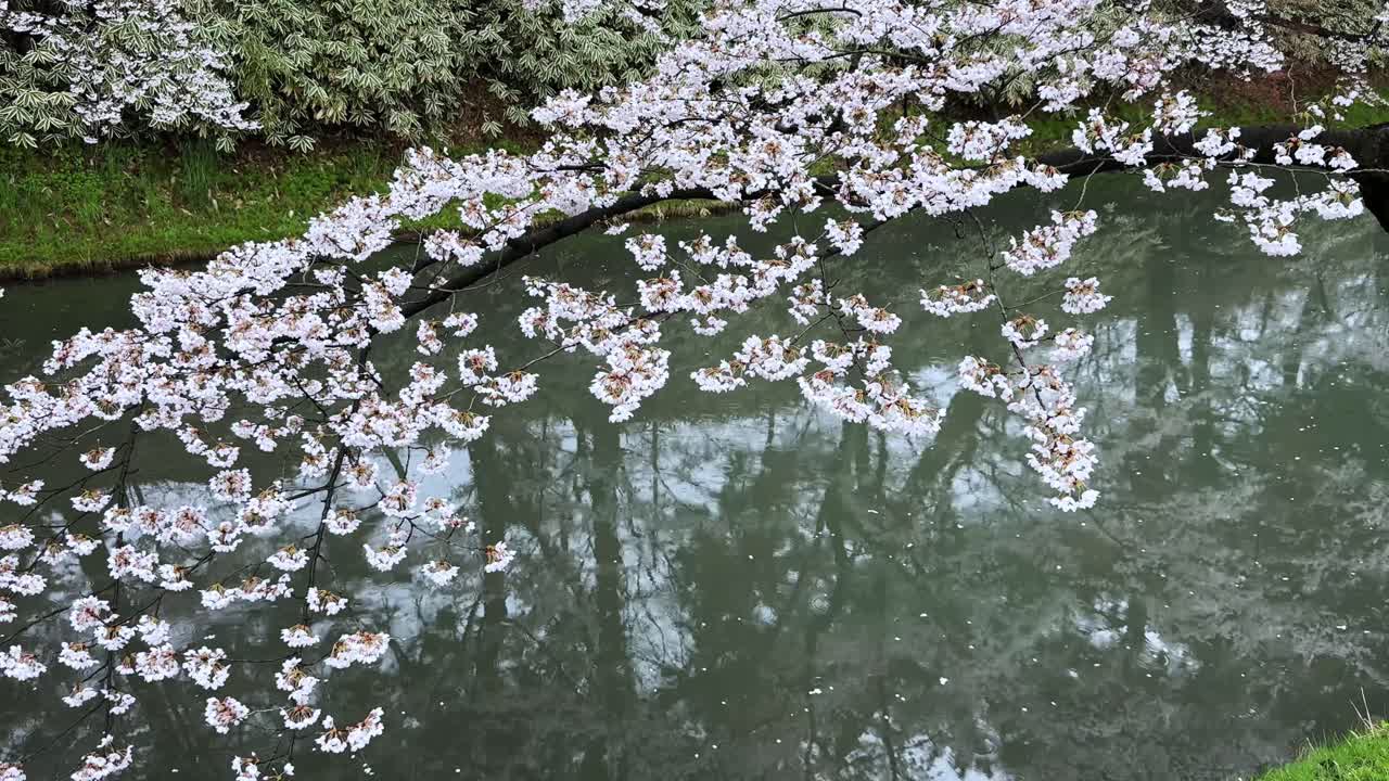 Cherry blossoms reflecting on the calm water of Hirosaki Castle during spring