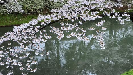 cherry blossoms reflecting on the calm water of hirosaki castle during spring