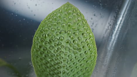 close-up of a textured green leaf