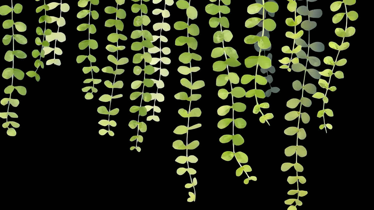 String of pearls plant hanging