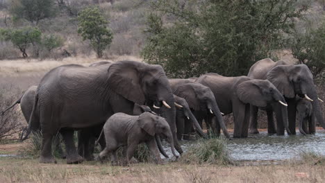 herd of african bush elephants drinking water at waterhole with calf walking