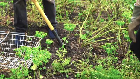 Man-digs-potatoes-on-an-allotment