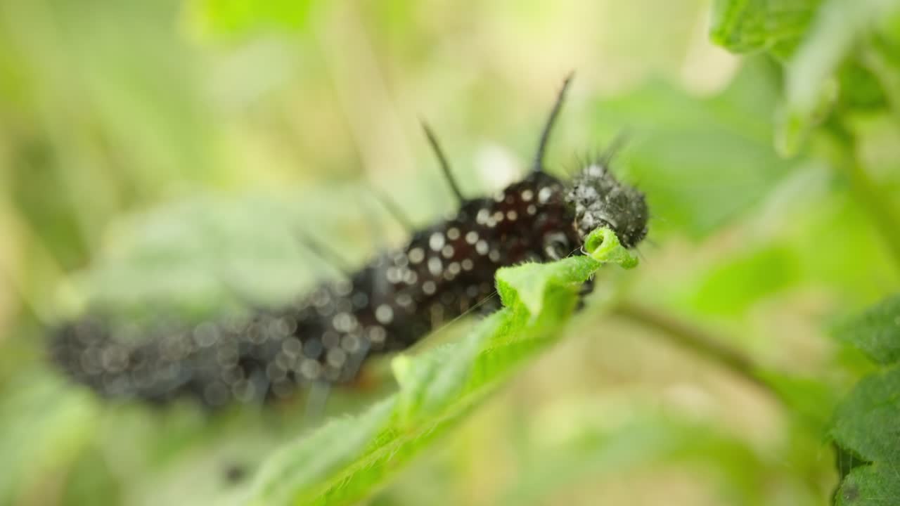 Caterpillar of peacock butterfly crawling on plant stem establishing natural insect detailed life feeding and crawling