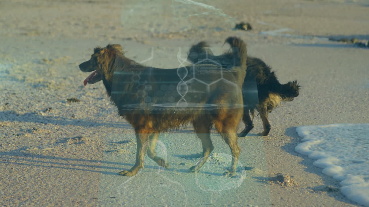 Walking on sandy beach, two dogs with digital animation overlay