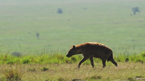 slow motion shot of african wildlife hyena in the savanna plains isolated, alone in maasai mara national reserve, kenya, africa safari animals in masai mara north conservancy