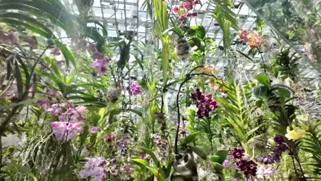 wind orchid neofinetia falcata aerides foxbush cats tail plants greenhouse garden
