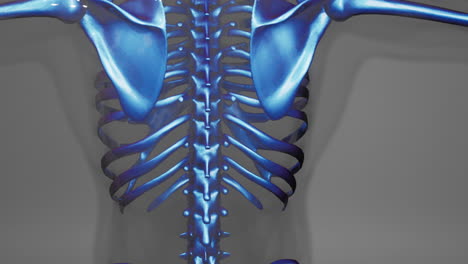 animación médica en 3d de la anatomía de los huesos masculinos
