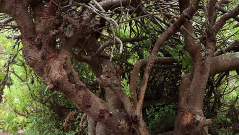 Confusingly twisted tree with water dripping from earlier rain