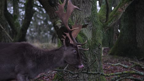 Ein-Schöner-Brauner-Damhirsch-Im-Wald-Frisst-Die-Rinde-Von-Ästen