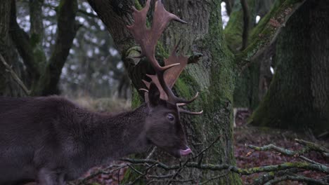 un hermoso gamo marrón en el bosque come la corteza de las ramas