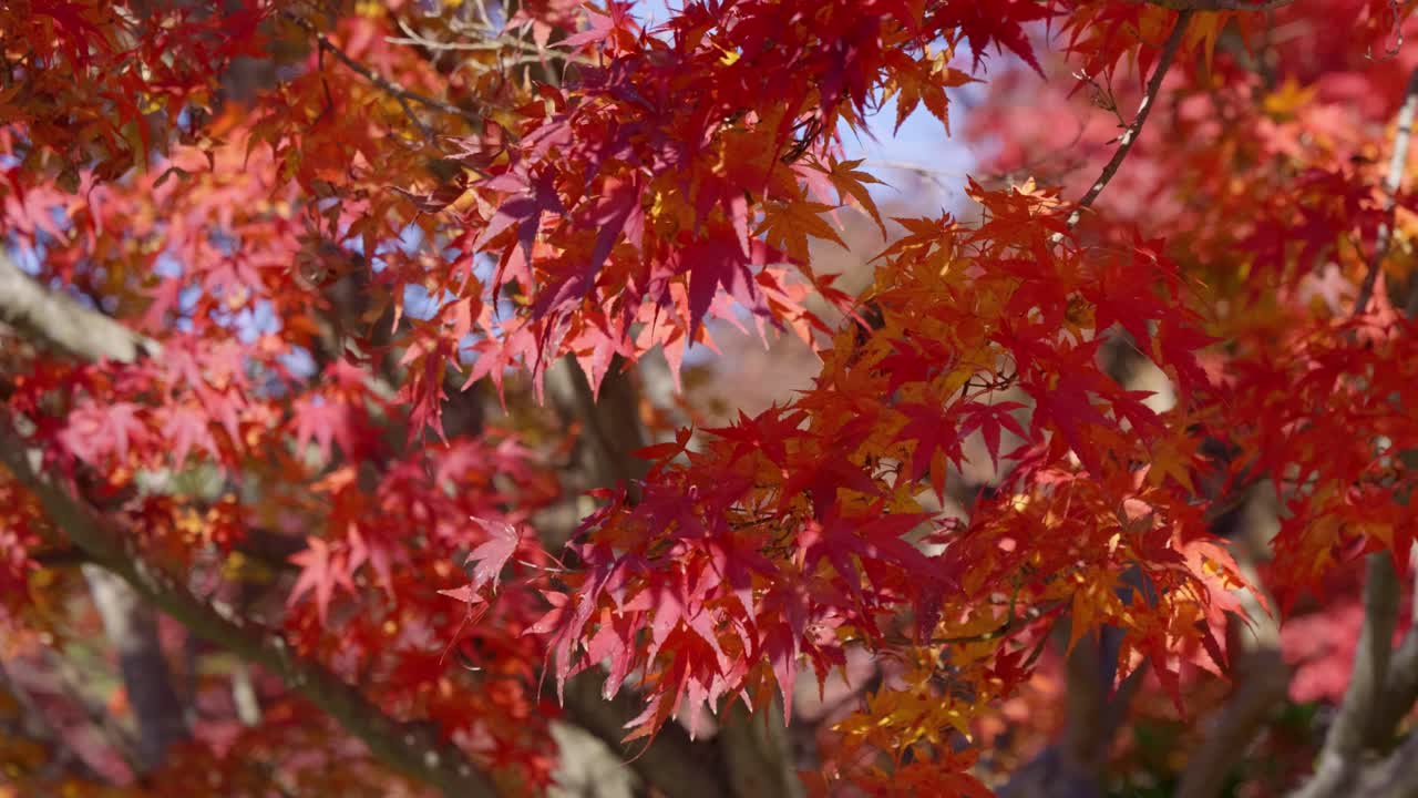 Close up slow motion view over red maple leaf trees waving softly in wind