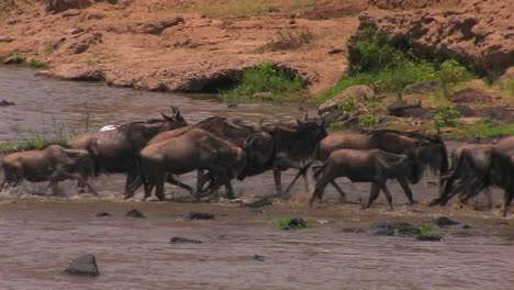 wildebeest gallop out of the river they just crossed